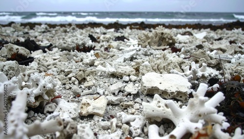 Coral rubble field extending across reef flat following storm disturbance event