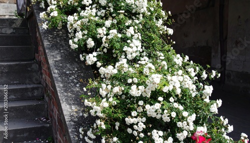 massive cascade of small, single white climbing roses (Rosa multiflora) blanketing
