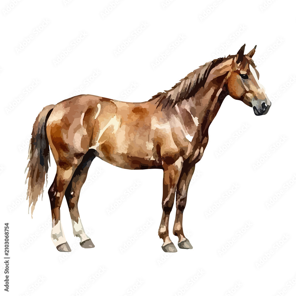 Obraz premium Watercolor vector illustration of a horse