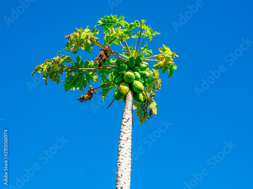 pé de mamão com frutos