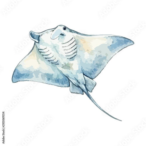 Fotografie Vector watercolor illustration of a stingray
