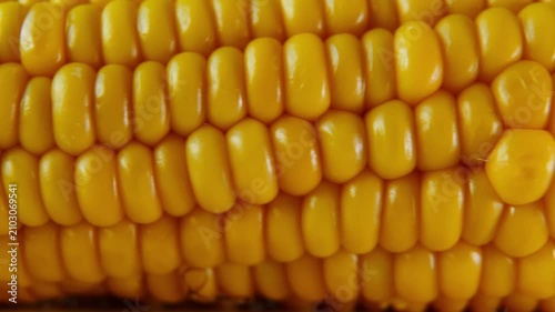 Organic Corn Cob Close Up with Slow Horizontal Camera Pan.