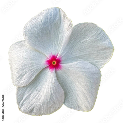 white flower isolated on white