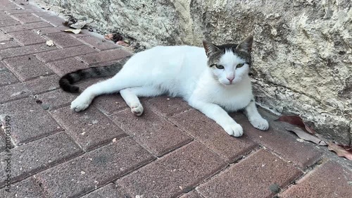 White street cat with gray markings resting on a brick sidewalk beside a textured stone wall in an urban neighborhood, calm stray feline relaxing outdoors in natural daylight