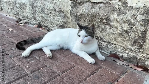 Stray white cat resting on a brick sidewalk beside a weathered stone wall, highlighting the issue of homeless animals and urban stray cat populations.