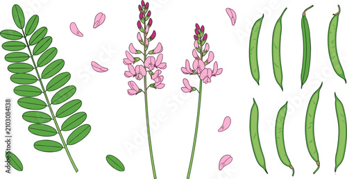 Tableau sur toile True Indigo Plant Botanical Herb Vector Illustration Set with Pink Flower Spikes
