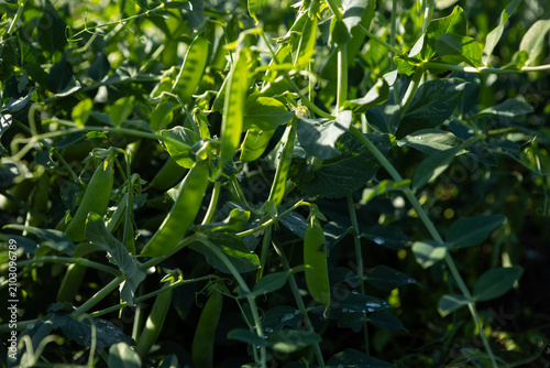 Homegrown food green peas close up plants in organic vegetables garden