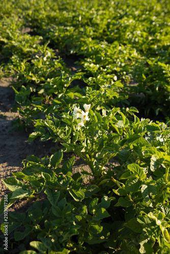 Summer background potatoes plant with flowers close up growing