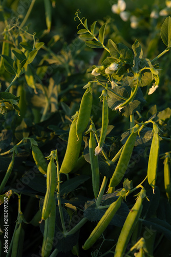 Green peas and flowers in vegetables garden harvest concept outdoor