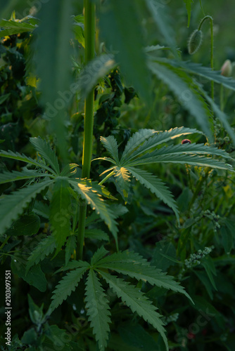 Growing industrially Marijuana for pharmaceutical needs. Marijuana plant close up