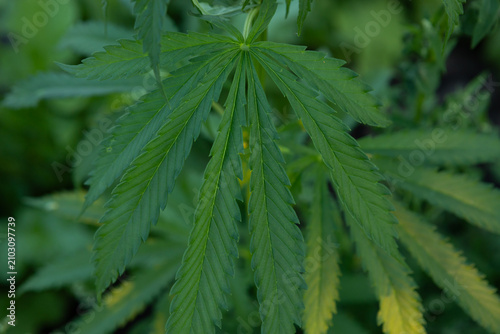 Cannabis green leaf background marijuana close up, prohibited plants