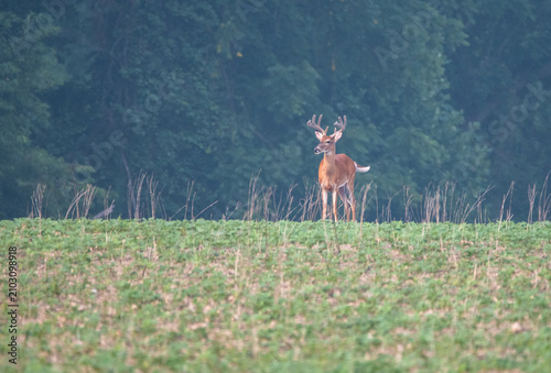 deer in the field
