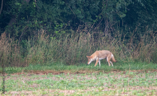 Coyote on the prowl