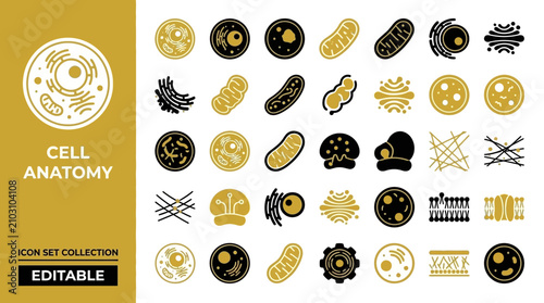Bild auf Leinwand Cell anatomy icon set showing mitochondria nucleus and organelles