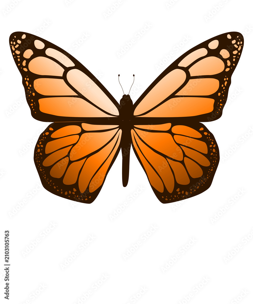 Fototapeta premium Light cream tan to warm brown Butterfly Illustration Isolated on White Background