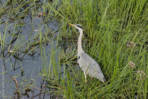 A grey heron stands among tall green reeds in a calm wetland.