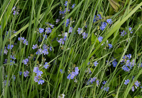Beautiful wild blue flowers in spring forest. (Veronica chamaedrys).