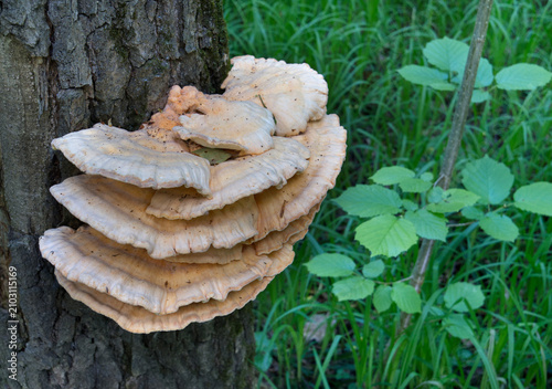 Yellow mushrooms Laetiporus sulphureus bracket fungus on a tree trunk in the spring forest.