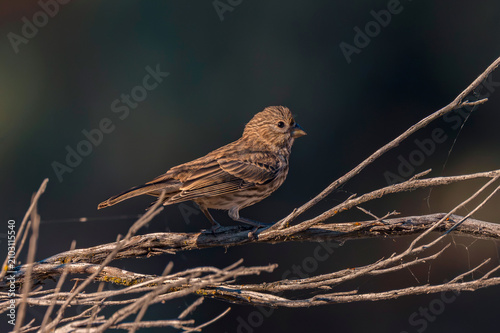 Fényképezés House Finch in Lucky Peak State Park Idaho