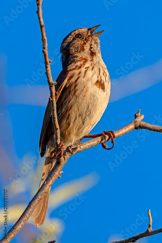 Принти на полотні Song Sparrow singing in Hyatt Hidden Lakes Reserve Boise