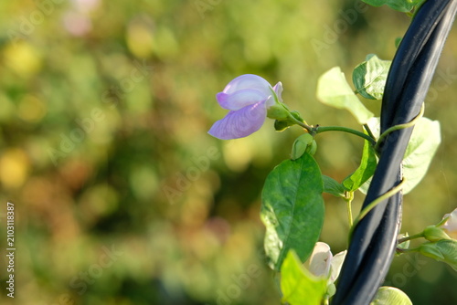 Cuadro en lienzo Centro Flower or Butterfly Pea Flower - Centrosema pubescens