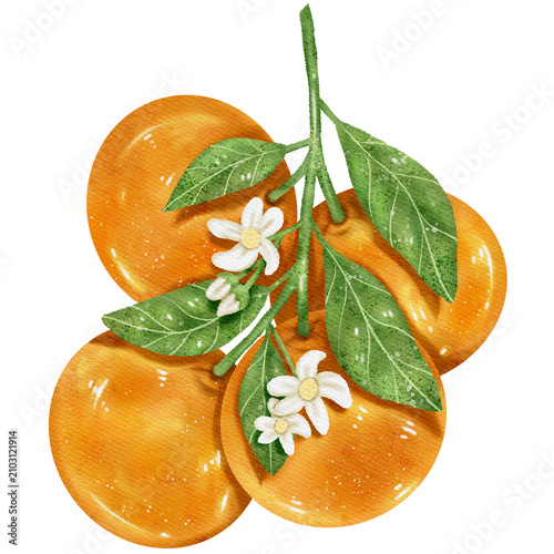 Watercolor Orange Branch with Leaves and Blossoms Isolated on Transparent Background