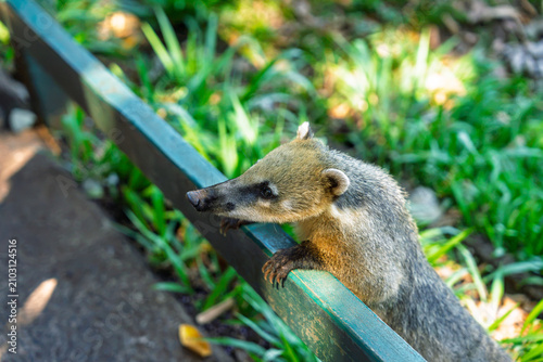 South American coati standing on a wooden fence in Brazil