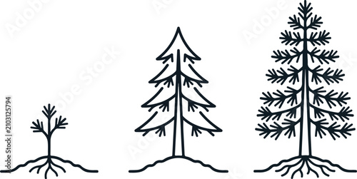 Tableau sur toile Minimalist line art illustration showing the growth stages of a pine tree from sapling to mature tree, nature and development concept