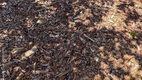 sunlight filters through canopy casting soft shadows upon dense ground cover made from dark pine needles twigs and dry leaves creating rustic woodland texture