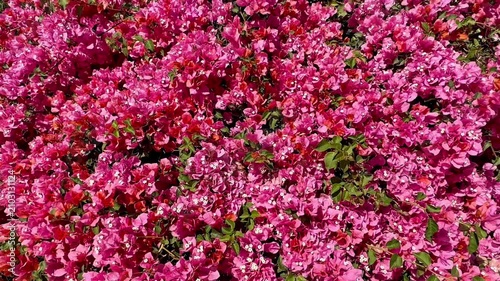 A dense expanse of vivid pink bougainvillea blossoms fills the frame creating a rich floral pattern illuminated by bright direct natural sunlight in a lush outdoor garden view