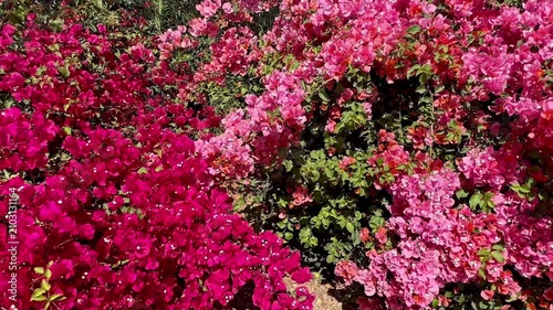 Vibrant magenta and soft pink bougainvillea flowers bloom together in a dense lush floral display bathed in bright natural sunlight creating a colorful outdoor garden scene