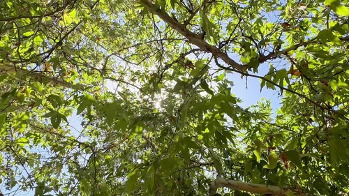 Looking directly up through a vibrant green canopy of tree branches with bright sunlight bursting through the leafy foliage against a clear blue sky on a summer afternoon