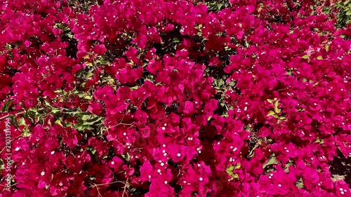 A dense vibrant cluster of bright pink bougainvillea flowers fills the frame creating a rich floral pattern with scattered tiny white blooms under bright sunny daylight conditions