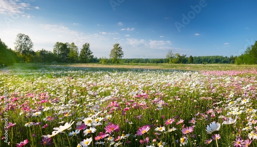 Meadow With Lots Of White And Pink Spring Daisy Flowers In Sunny Day Nature Landscape In Estonia In Early Summer