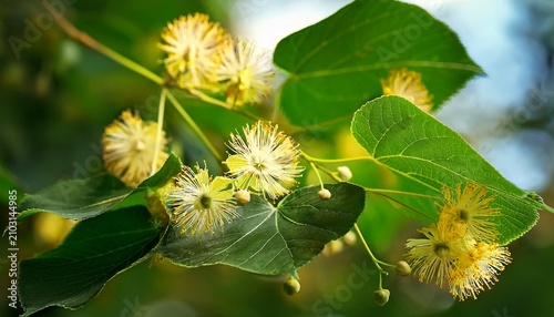 Linden Flowers Closeup