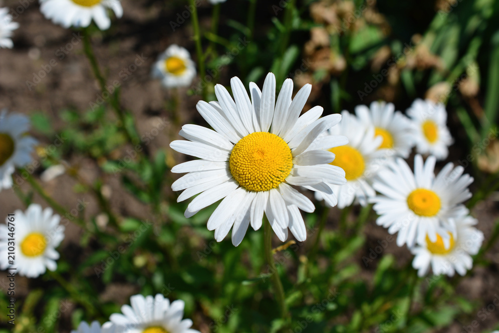 Obraz premium White Daisy Flower Blooming in Sunny Garden copy space