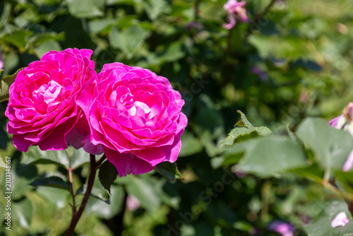Фотография 満開に咲き誇るバラ「フィネス」（Finesse）の花