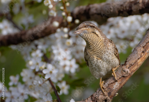Foto Eurasian Wryneck  - in spring at the garden