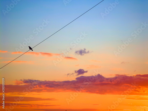 Bild auf Leinwand Silhouette bird perching on a diagonally stretching wire with a stunning gradien