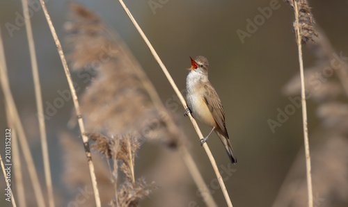 Foto Great reed warbler - in spring at a wetland