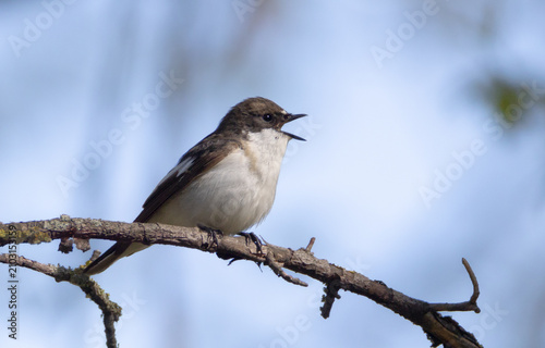 European pied flycatcher - at the city park in spring