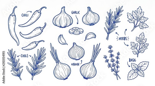Hand drawn set of culinary herbs and vegetables isolated on white background