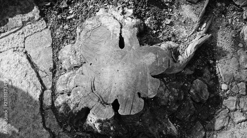 Foto A withered tree stump of black and white