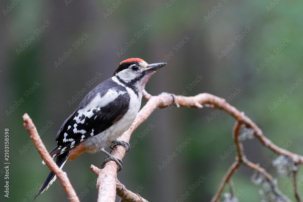 Fototapeta premium Great spotted woodpecker