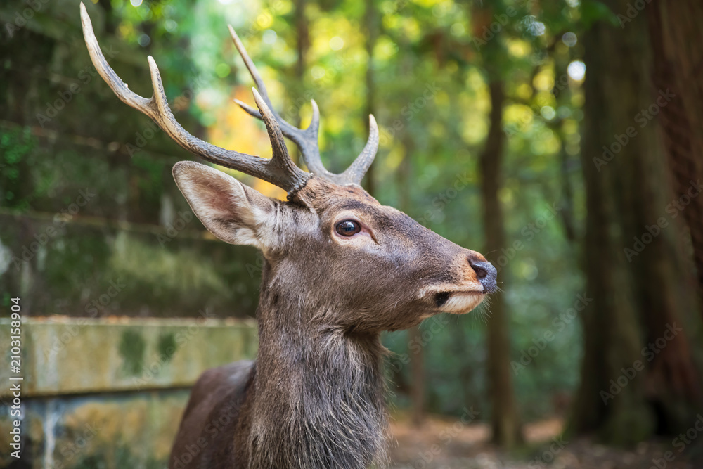 Fototapeta premium Sika deer with antler by Kasuga Grand Shrine and fall leaf, Nara Park