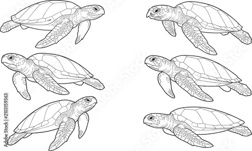 Cuadro en lienzo Set of hand-drawn sea turtle illustrations in various swimming poses, black and