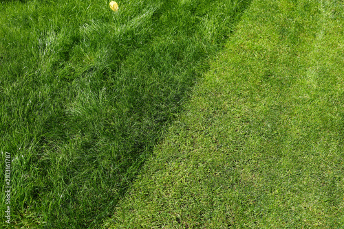 mowed lawn