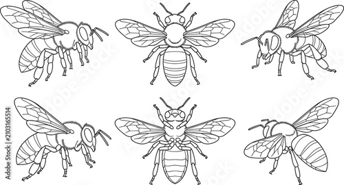 Foto Bee vector illustration with detailed black and white line drawings showing anat