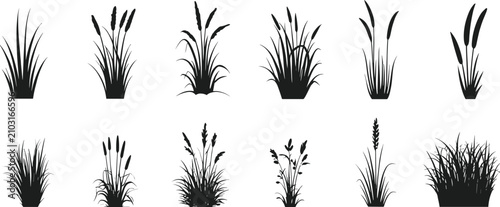 Фотография Collection of eleven black silhouettes of various grasses and reeds on a white b