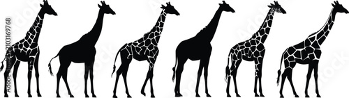 Foto Six Black Silhouette Giraffes with Patterned and Plain Coats on White Background